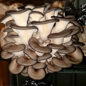פטריית אוזנית הצדף הכחול צולם עם פלאש Pleurotus columbinus פטריוֹת בריאוּת