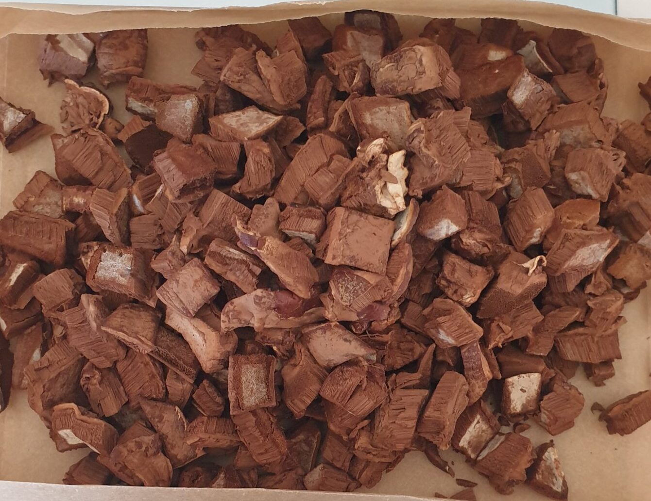 פטריית ריישי מיובשת