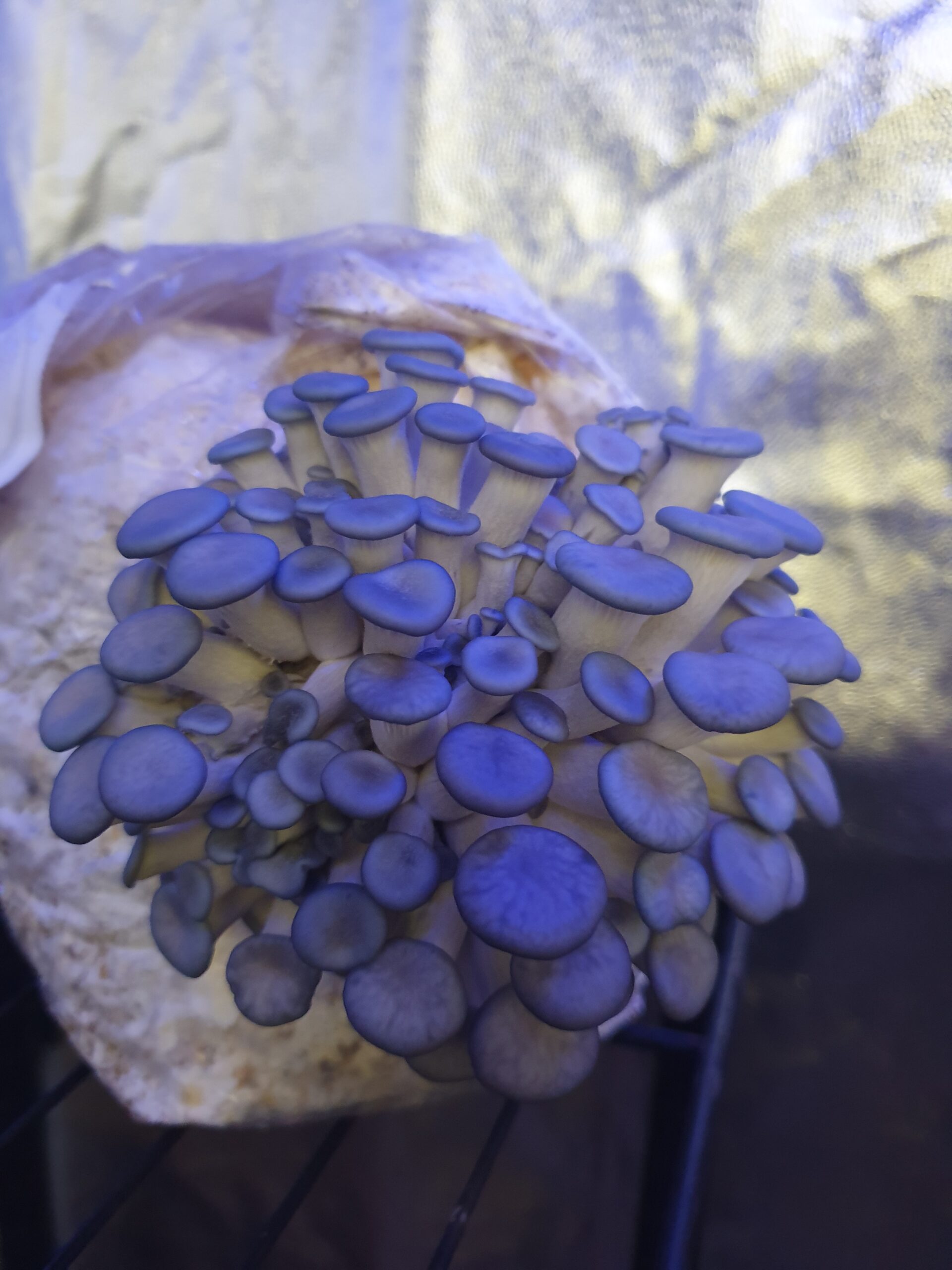 פטריית צדף כחול Pleurotus columbinus