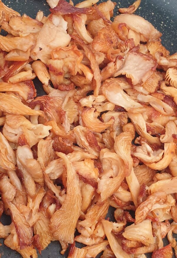 ⁦פטריית צדף ורד (Pleurotus djamor)⁩ – תמונה ⁦6⁩