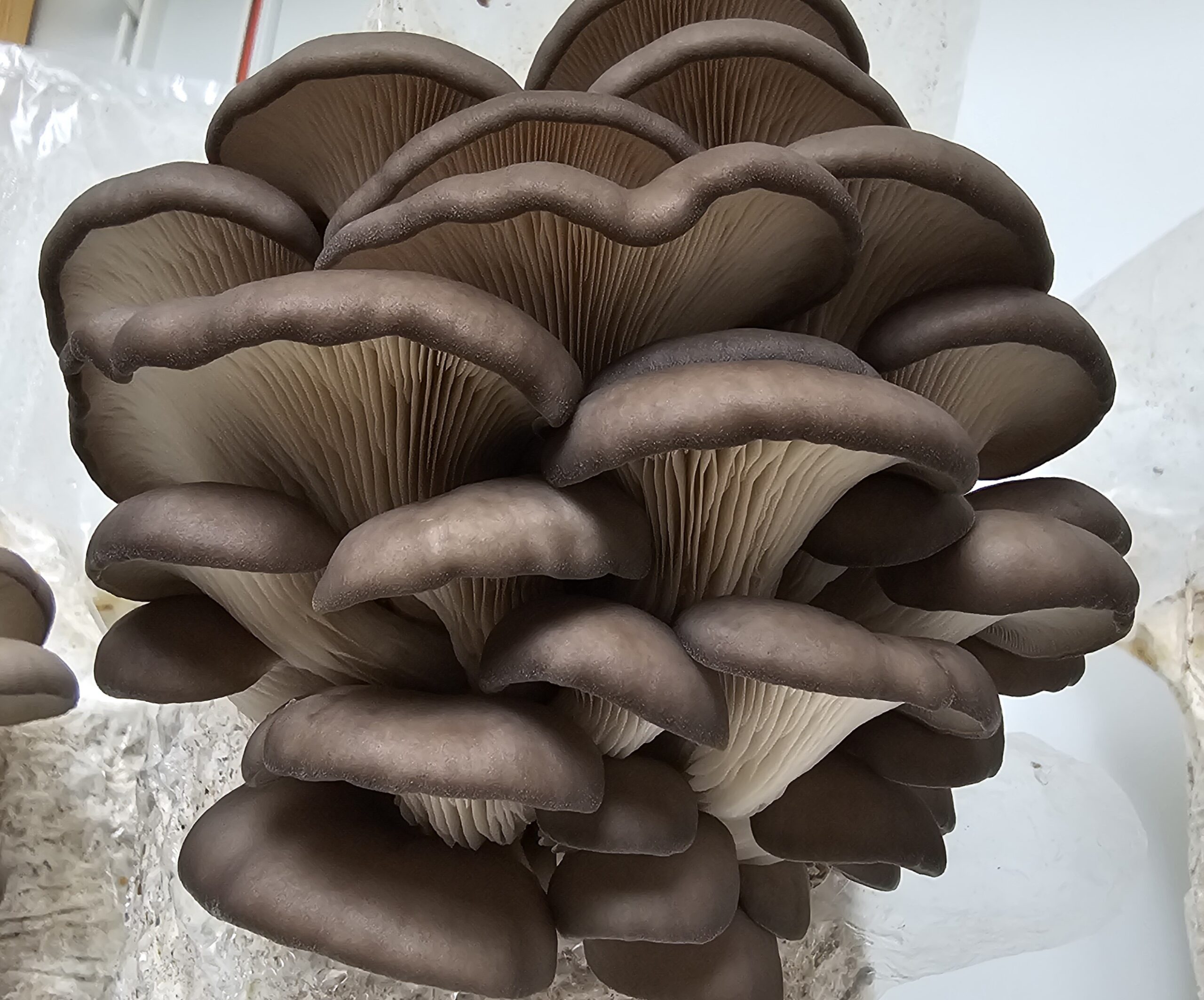 פטריית צדף כחול