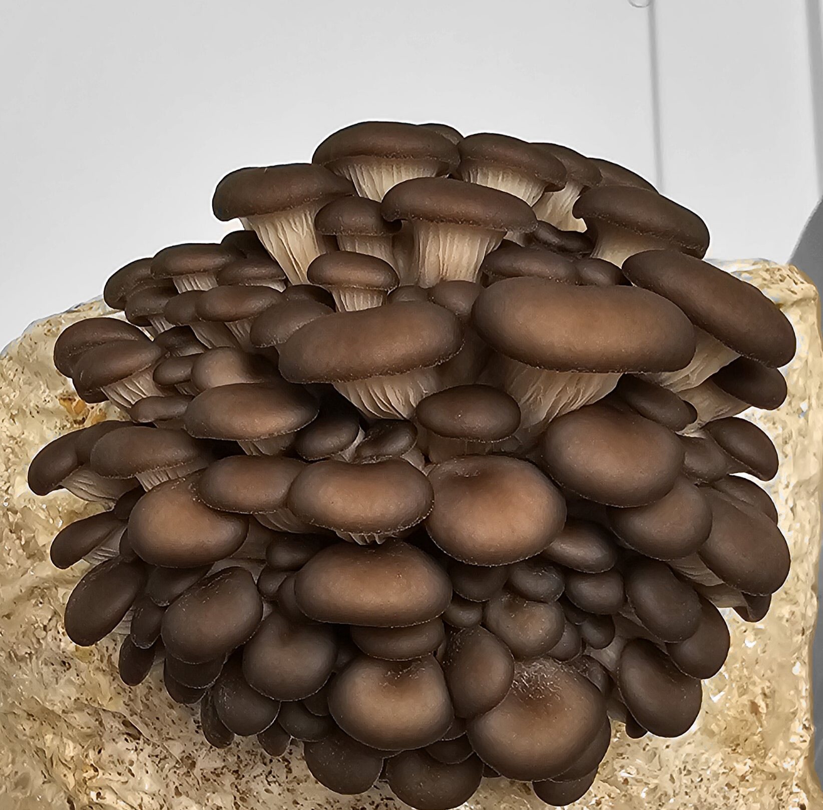 פטריית צדף כחול Pleurotus columbinus