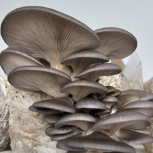 פטריית צדף אפורה Pleurotus ostreatus
