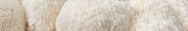 ⁦פטריית רעמת האריה היריסיום (Hericium erinaceus)⁩ – תמונה ⁦7⁩