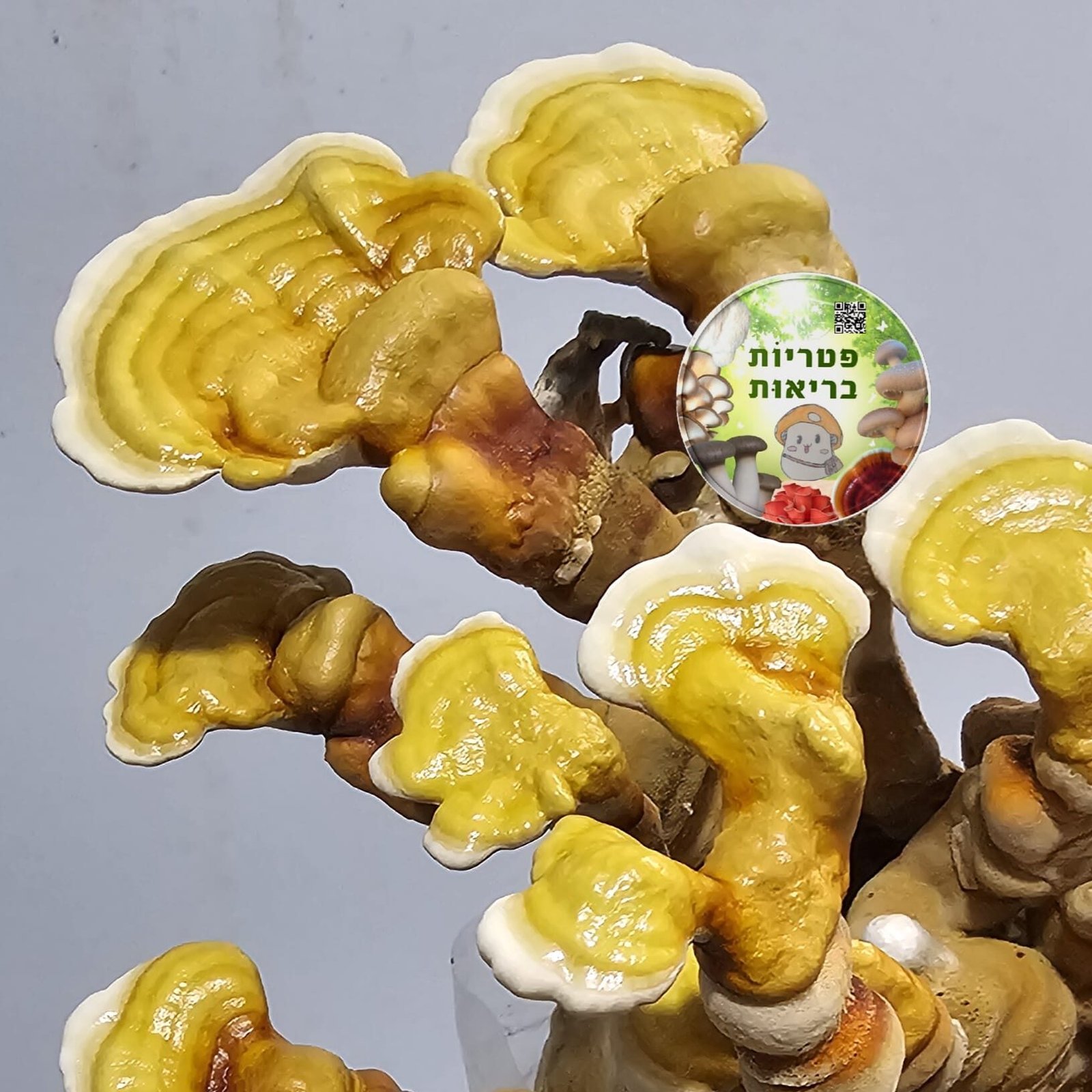 Ganoderma Multipilium