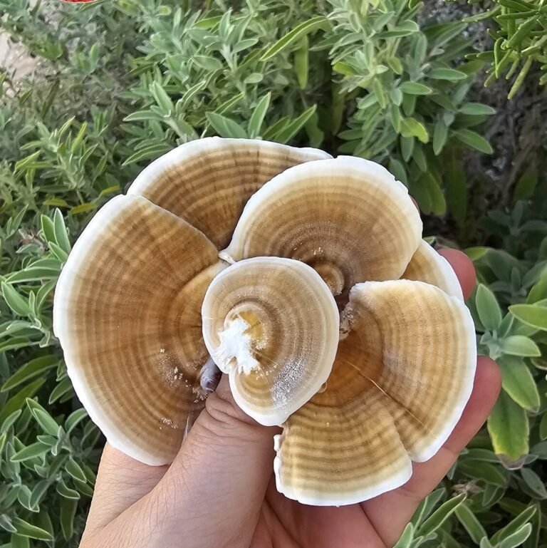 אשכול פטריות טרקי טייל (Turkey Tail) טריות על רקע צמחייה ירוקה מבית פטריות בריאות