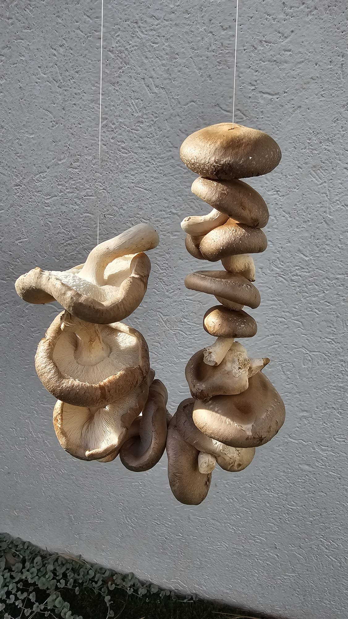 dried shiitake mushrooms