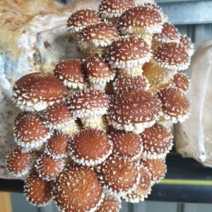 פטריית ערמונים Chestnut mushroom