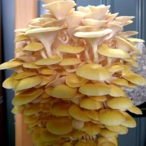 פטריית צדף זהוב Pleurotus citrinopileatus