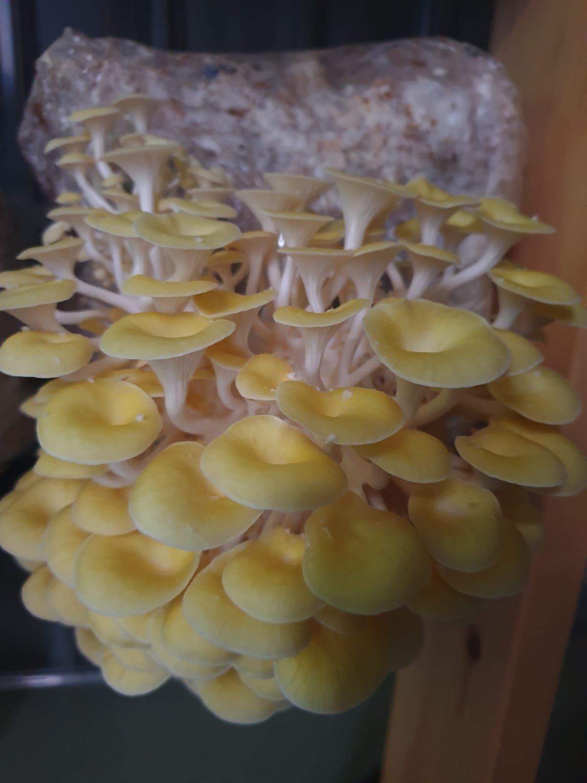 פטריית צדף זהוב Pleurotus citrinopileatus