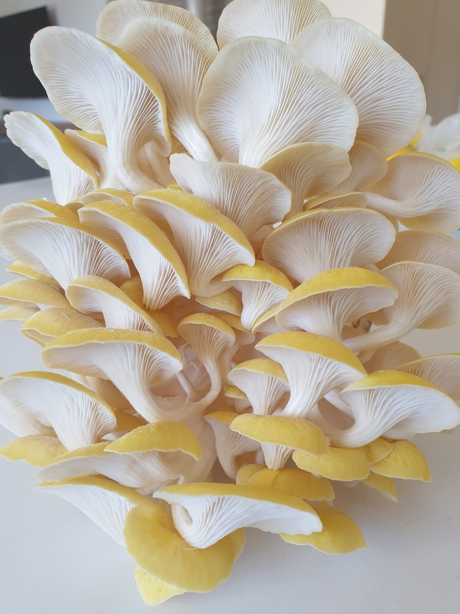 פטריית צדף זהוב Pleurotus citrinopileatus