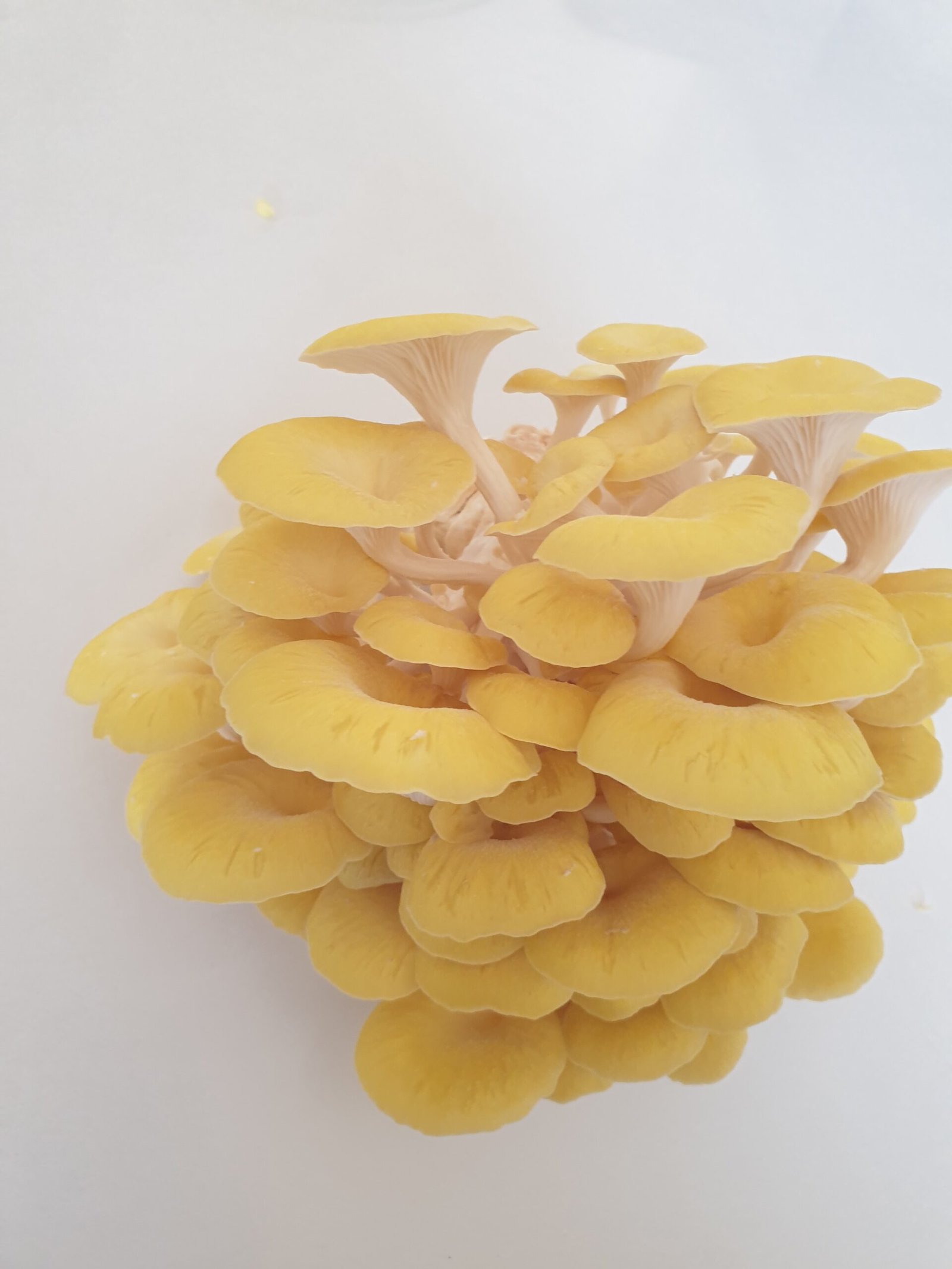 פטריית צדף זהוב Pleurotus citrinopileatus