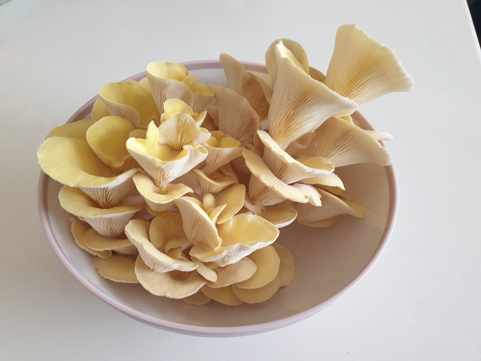 פטריית צדף זהוב Pleurotus citrinopileatus