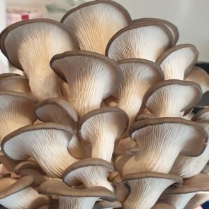 פטריית אוזנית הצדף הכחול Pleurotus columbinus פטריוֹת בריאוּת