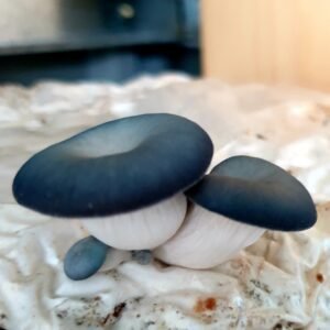 צבע כחול עז Pleurotus columbinus פטריוֹת בריאוּת