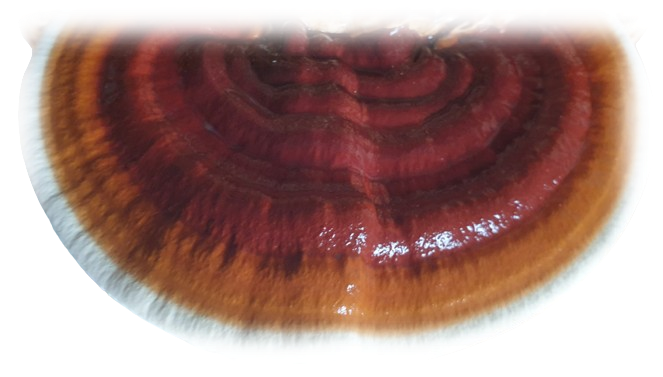 פטריית ריישי טרייה