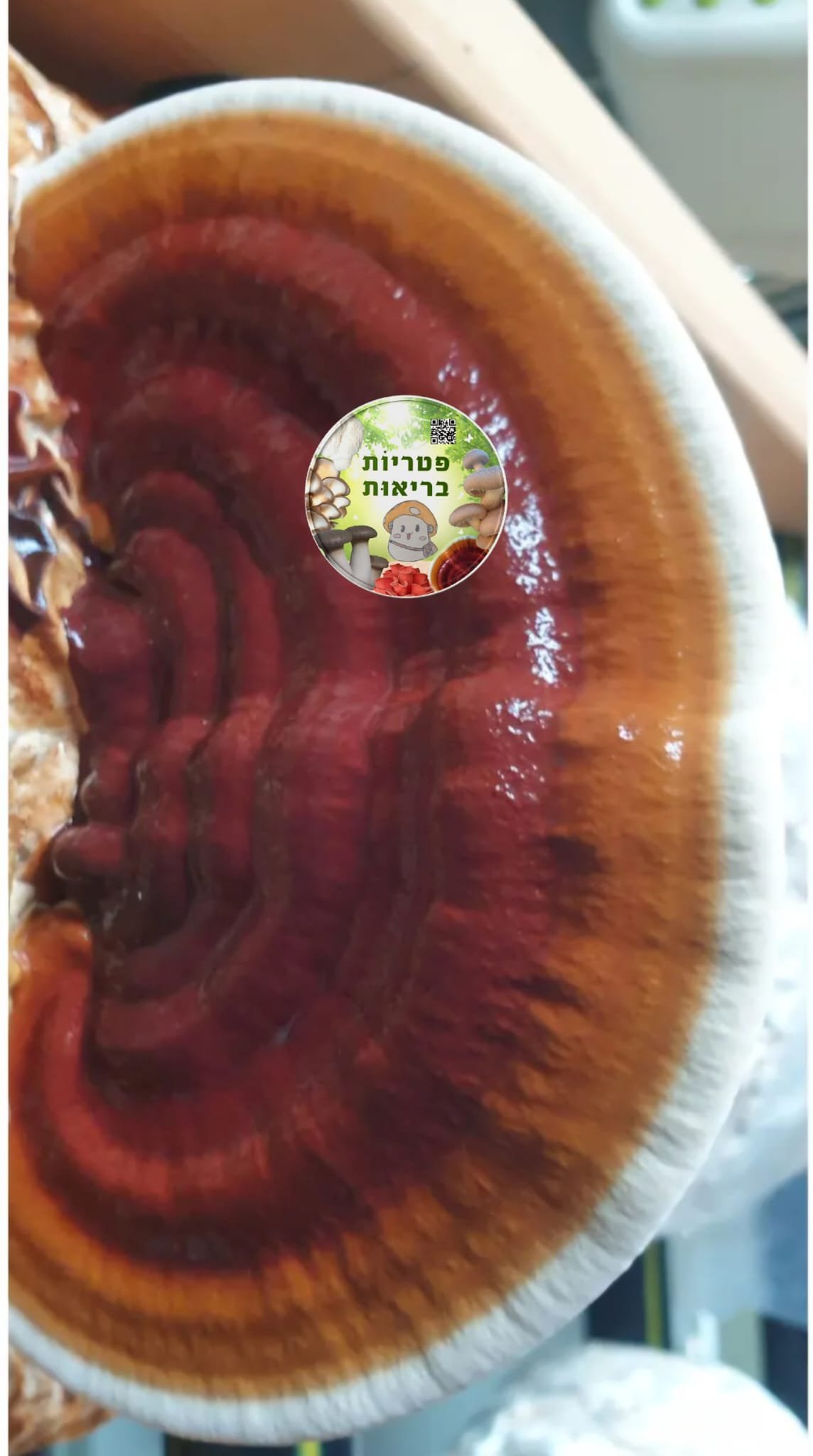 פטריות ריישי (Ganoderma lucidum) מבריקה במיוחד מתוצרת פטריוֹת בריאוּת