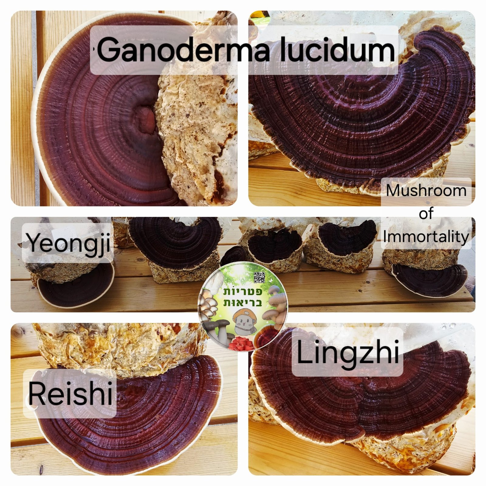 שמות נפוצים של פטריית ריישי (Ganoderma lucidum) מתוצרת פטריוֹת בריאוּת