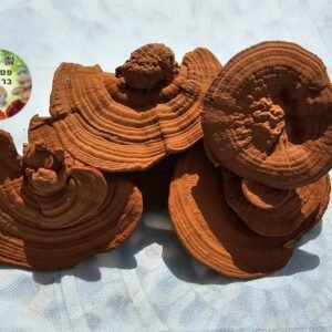 פטריות ריישי (Ganoderma lucidum) מתוצרת פטריוֹת בריאוּת