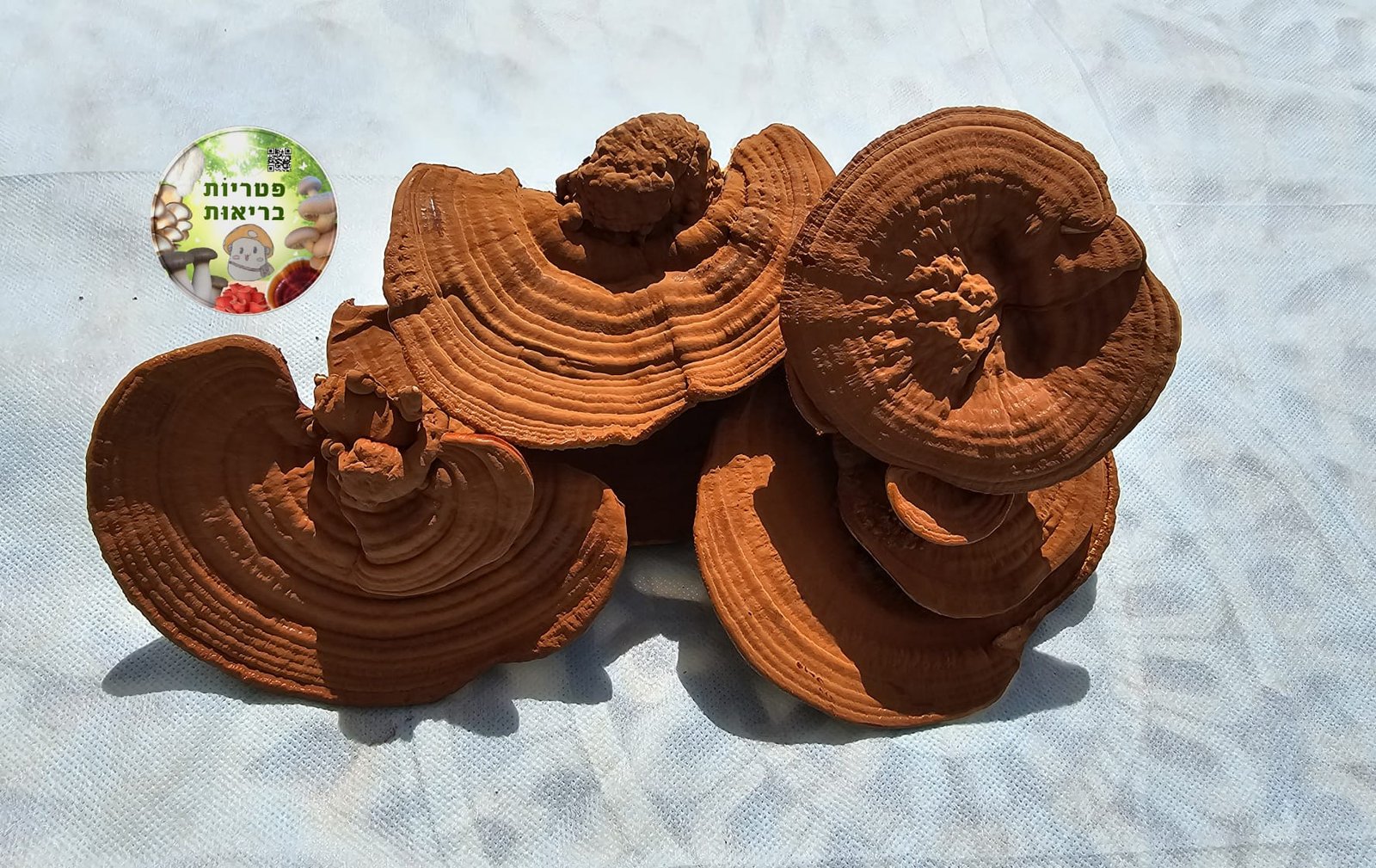 פטריות ריישי (Ganoderma lucidum) מתוצרת פטריוֹת בריאוּת