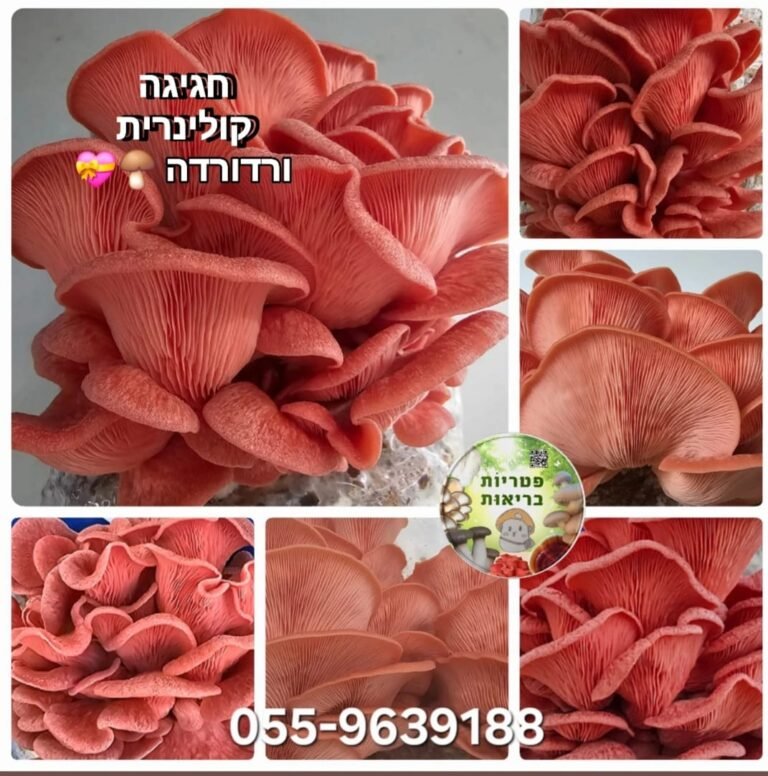 פטריות צדף ורוד