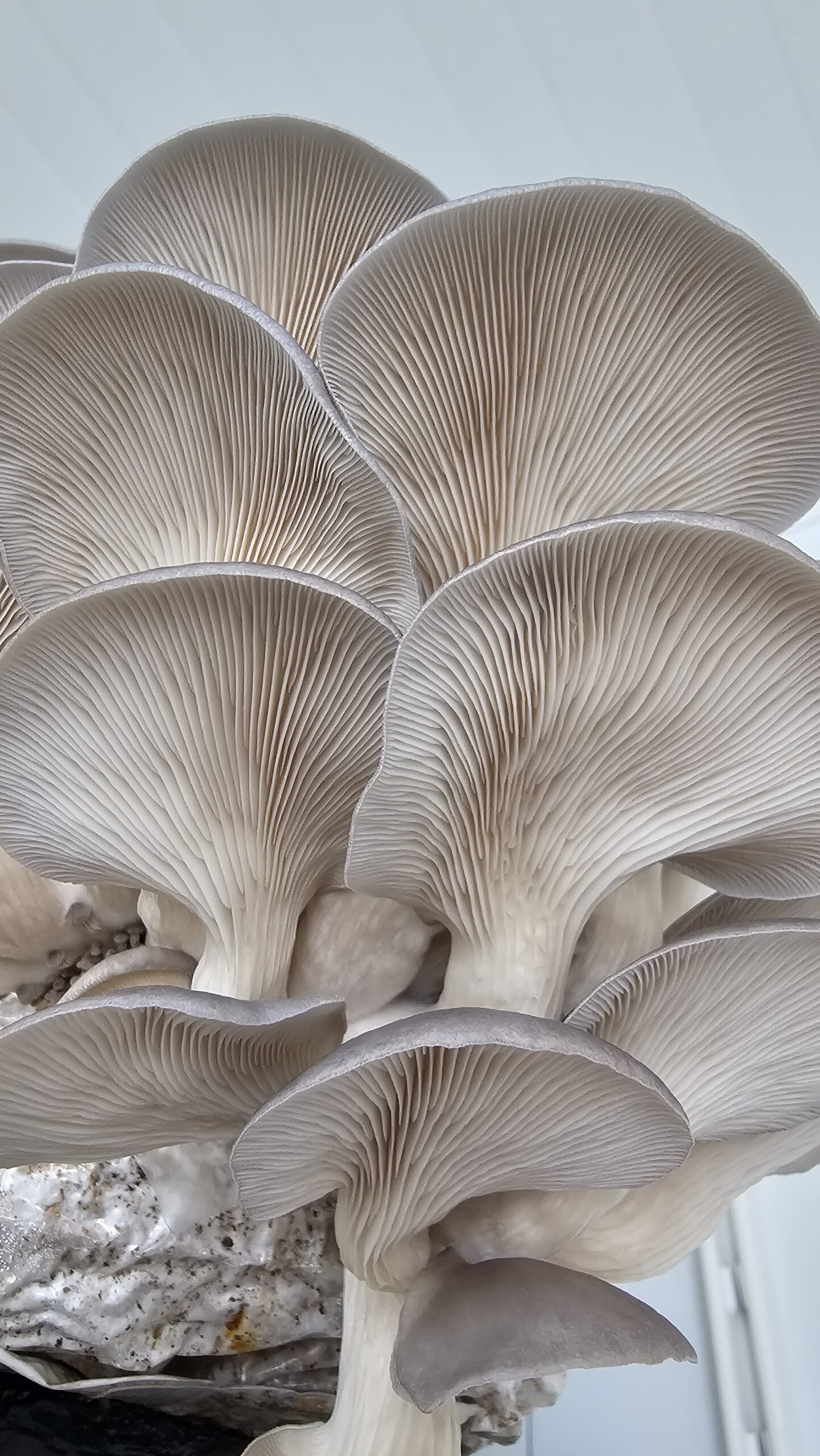 אבקת פטריות צדף (Oyster)