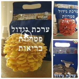 ערכת גידול פטריות גורמה - פטריות בריאות