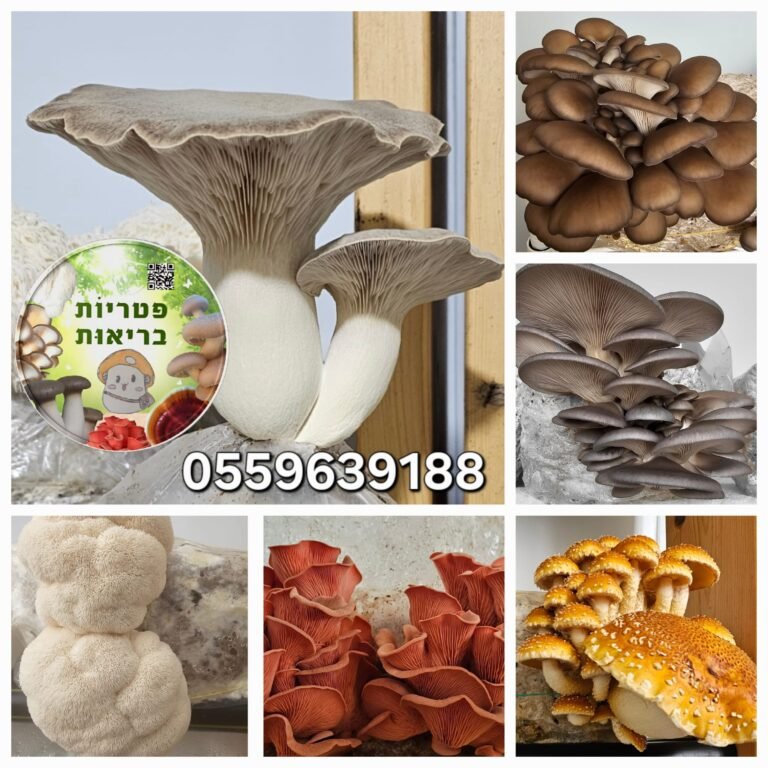 פטריות פלאורוטוס, פטריות ערמונים, רעמת האריה וצדף גדלות בכיף בפטריות בריאות
