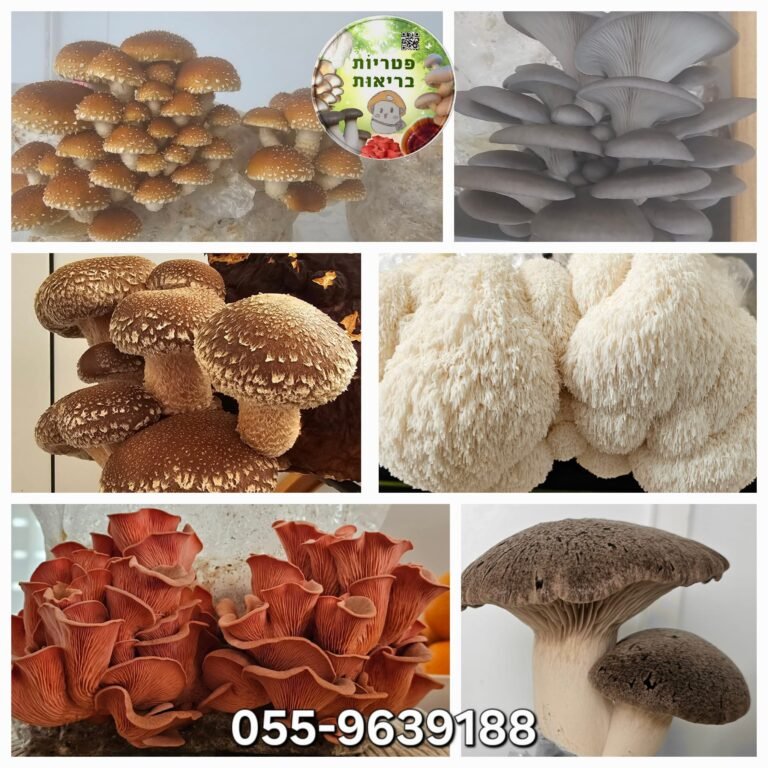 רעמת האריה, שיטאקי, מלך היער, פטריית ערמונים ופטריות צדף של פטריות בריאות