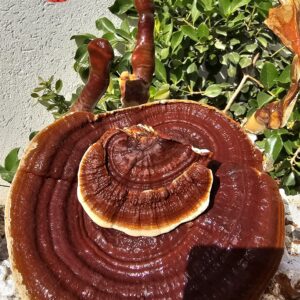 פטריות מרפא