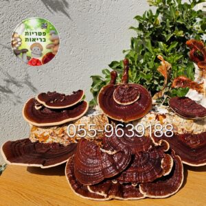 פטריית גנודרמה ריישי  (Ganoderma lucidum/neo-japonicum)