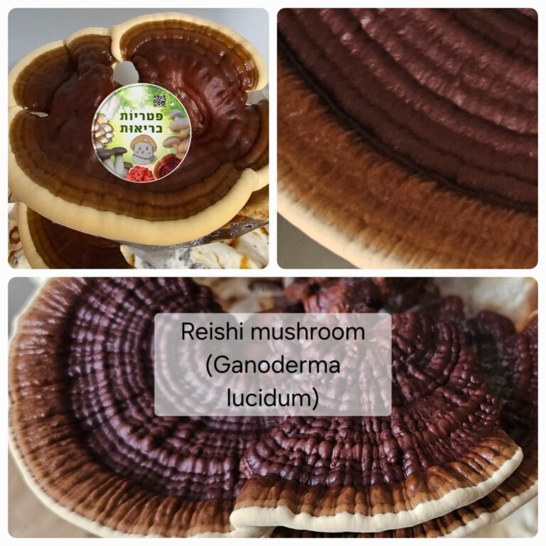 פטריות ריישי (Ganoderma lucidum) מרהיבות ביופיין מתוצרת פטריוֹת בריאוּת.