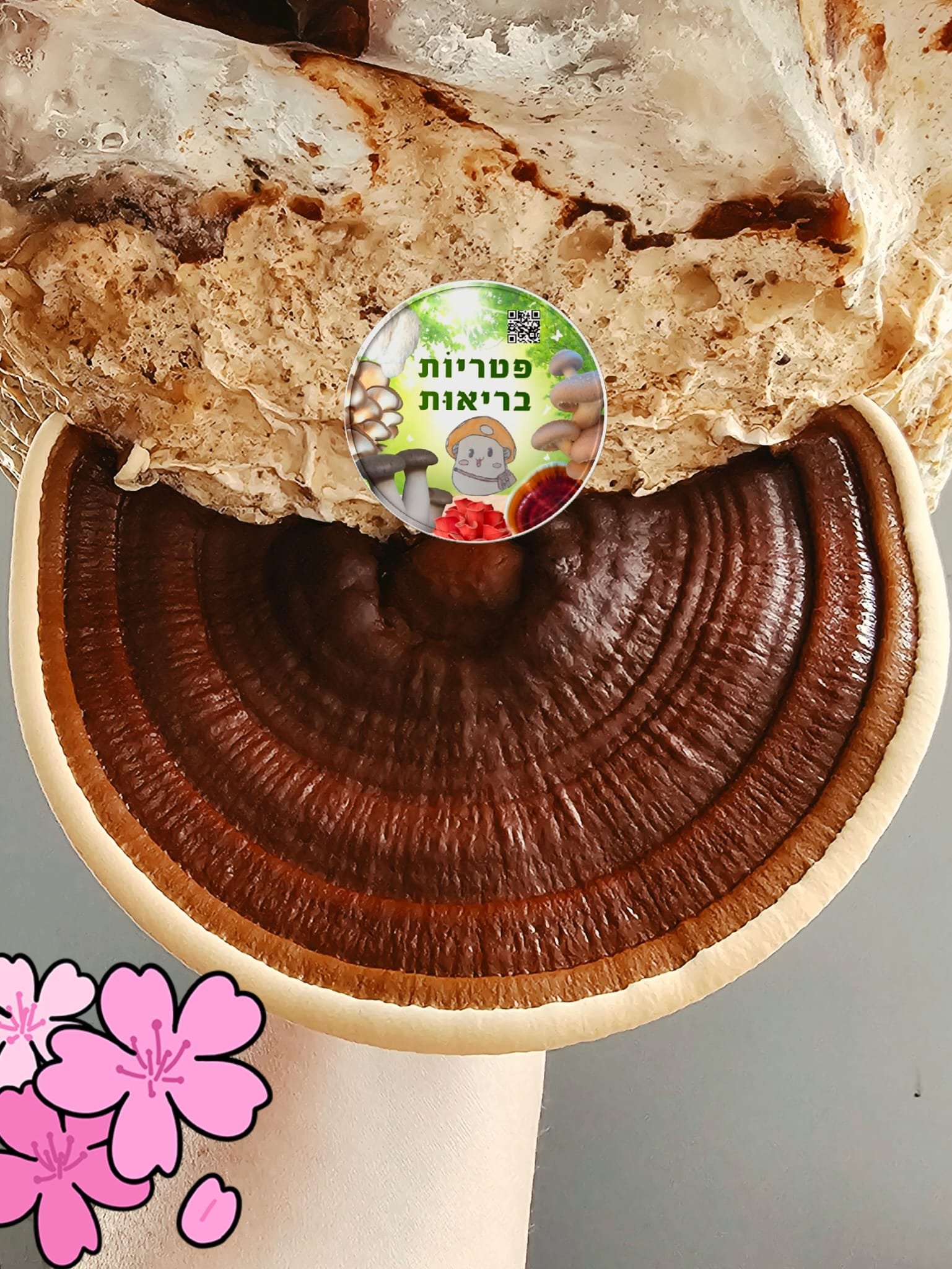 פטריות ריישי (Ganoderma lucidum) מתוצרת פטריוֹת בריאוּת