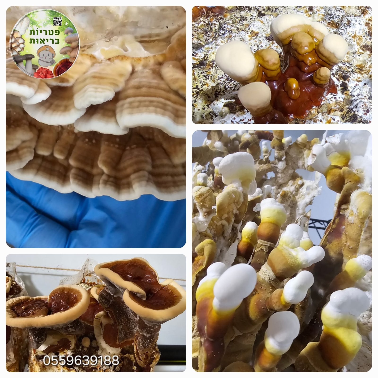 פטריות ריישי (Ganoderma lucidum) מתוצרת פטריוֹת בריאוּת