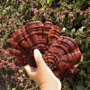פטריות ריישי ססגונית מבריקה (Ganoderma lucidum) מתוצרת פטריוֹת בריאוּת