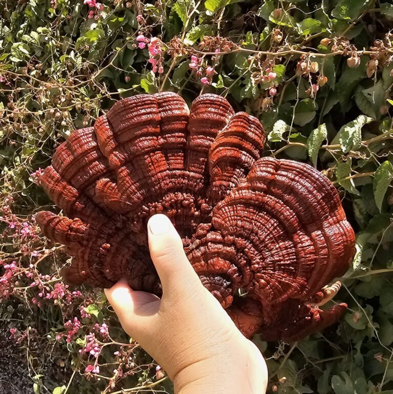 פטריות ריישי ססגונית מבריקה (Ganoderma lucidum) מתוצרת פטריוֹת בריאוּת