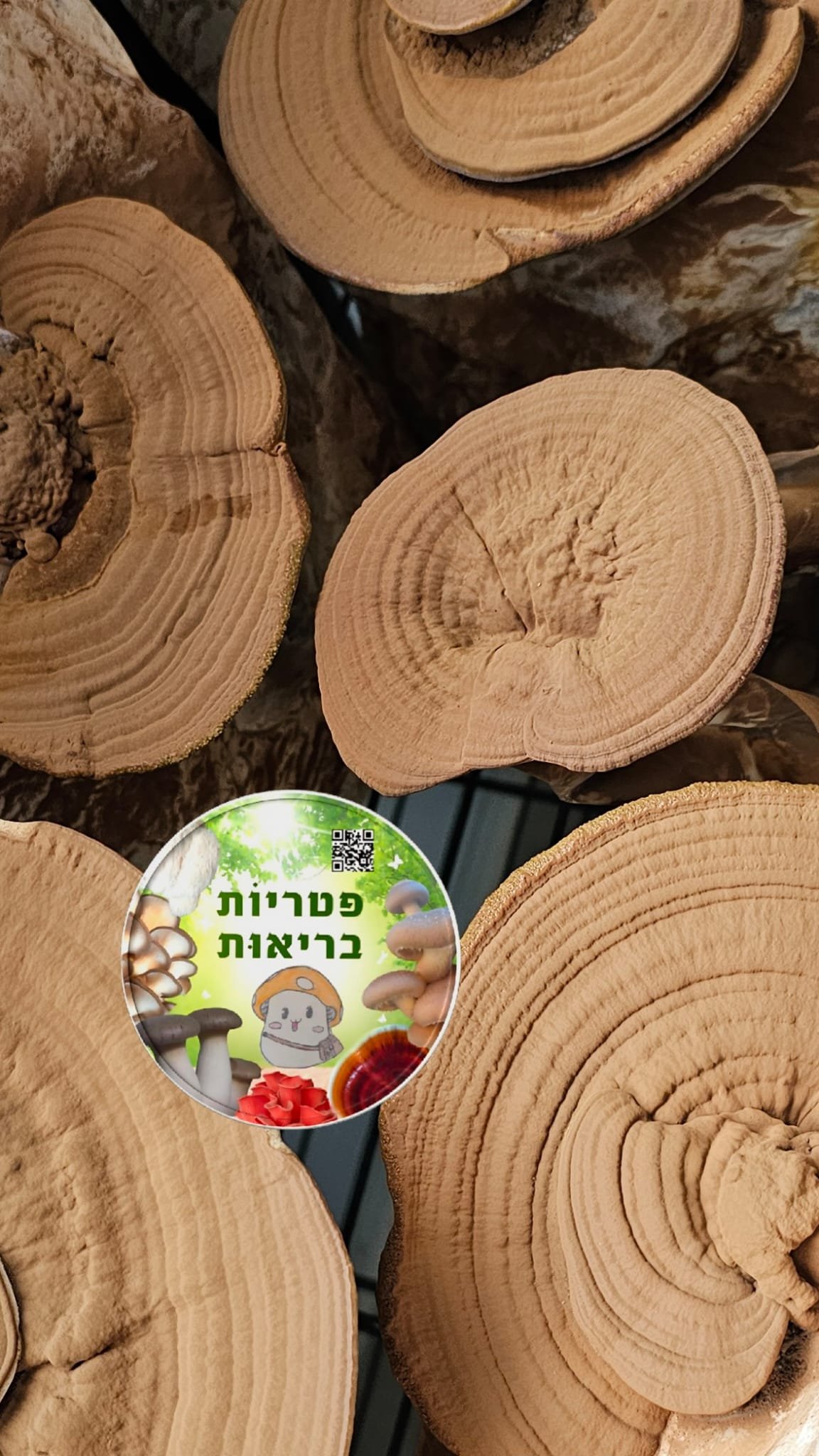פטריות ריישי (Ganoderma lucidum) בשלב הספורולציה מתוצרת פטריוֹת בריאוּת