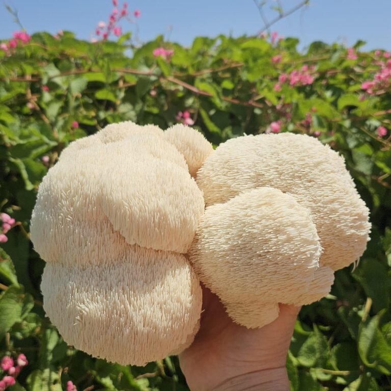 רעמת האריה - פטריות טריות - פטריוֹת בריאוּת